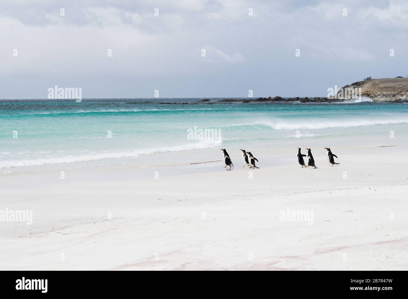 Königspinguine - Volunteer Point, Stanley Insel Stockfoto