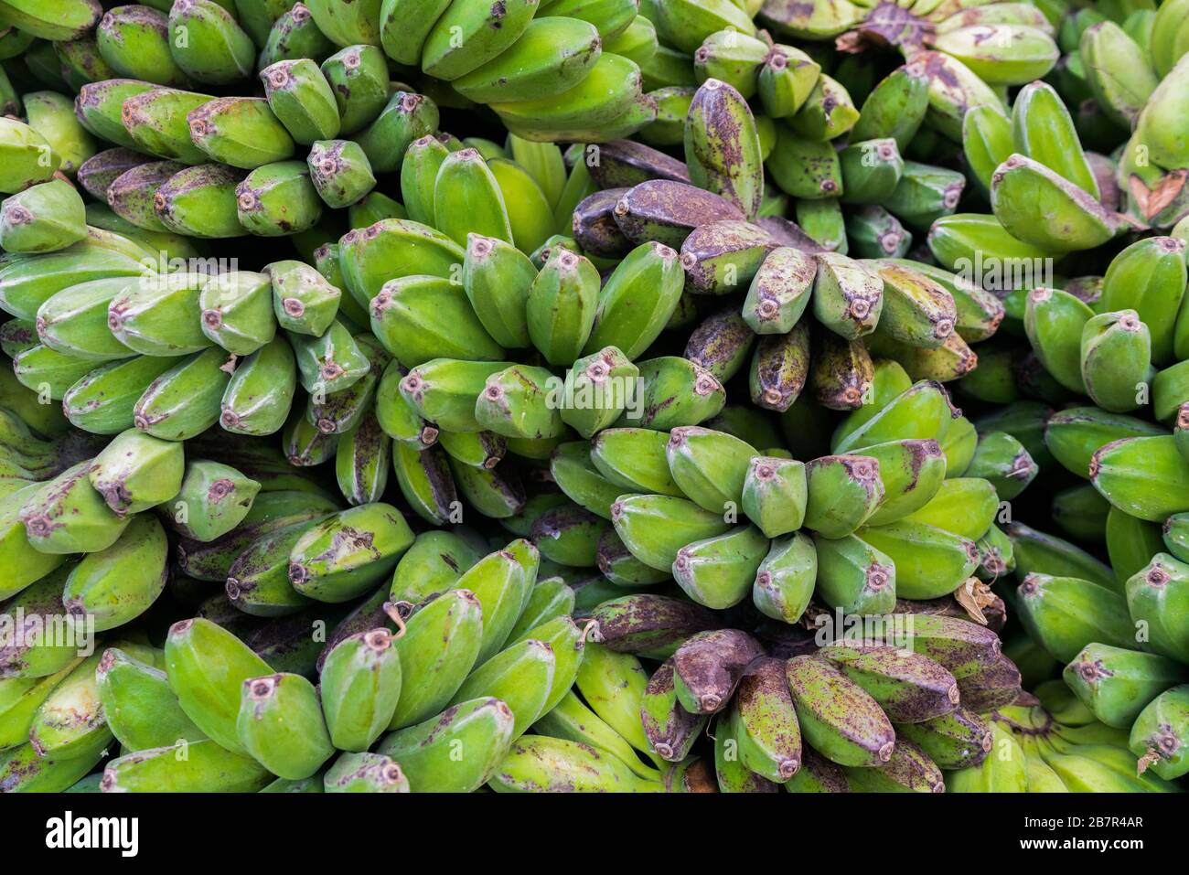 Plantain bananas -Fotos und -Bildmaterial in hoher Auflösung – Alamy Plantain bananas -Fotos und -Bildmaterial in hoher Auflösung – Alamy