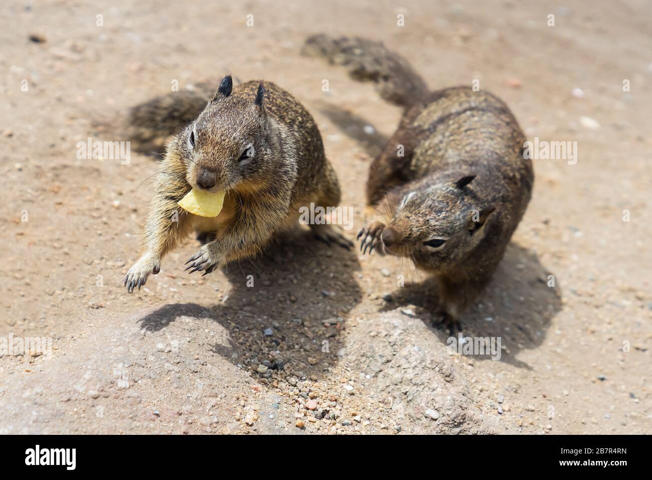 Zwei Eichhörnchen kämpfen um Span Stockfoto
