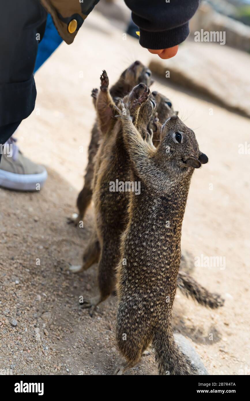 Eine Person, die 4 stehende Wildhörnchen füttert Stockfoto