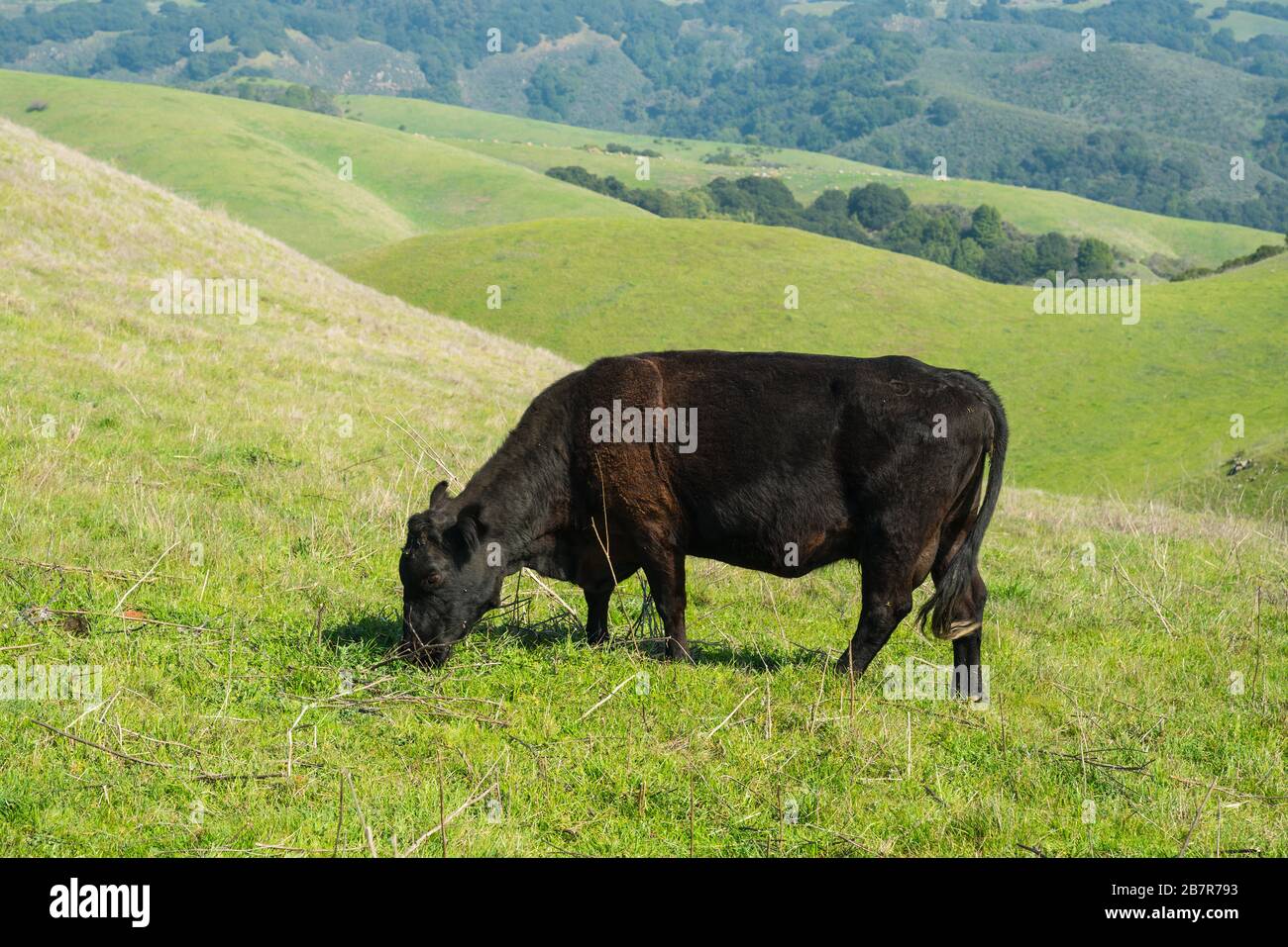 Eine Kuh auf grünem Weideland tagsüber mit niemandem Stockfoto