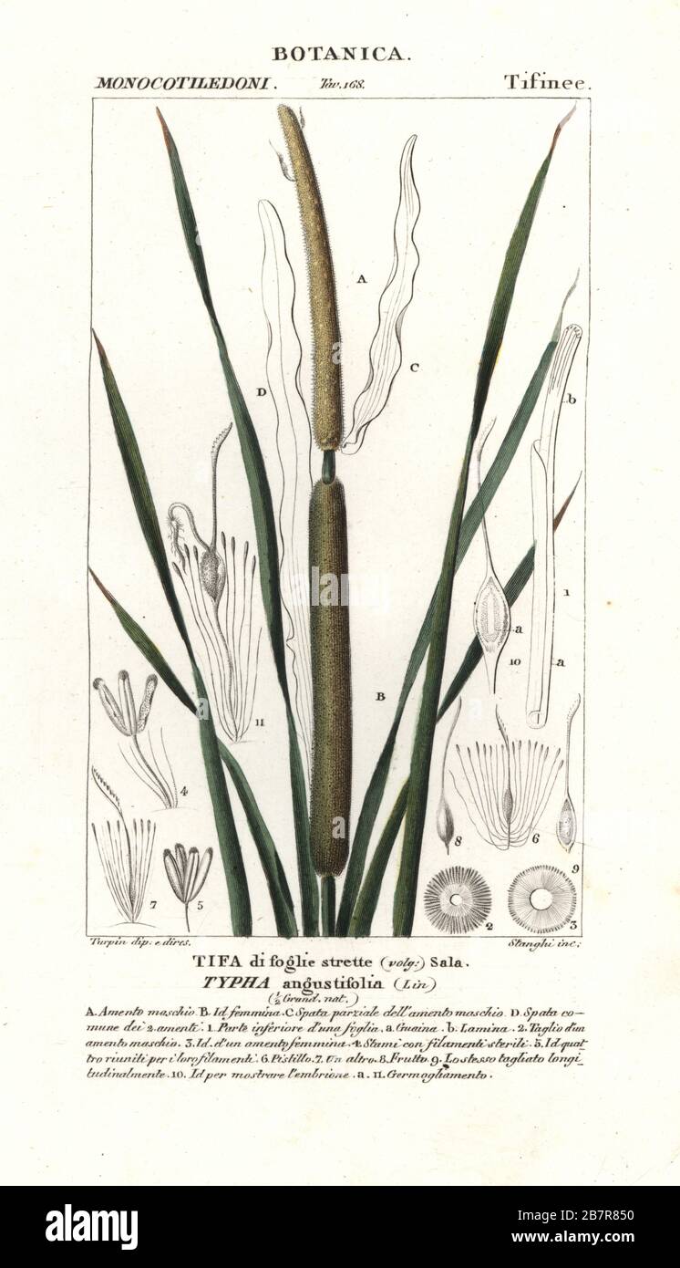 Weniger Bulrush, Typha angustifolia. Handfarbige Kupferstichgravur aus Jussieus Dizionario delle Scienze NATURALI, Wörterbuch der Naturwissenschaften, Florenz, Italien, 1837. Von Stanghi gravierte Illustration, gezeichnet und geleitet von Pierre Jean-Francois Turpin, herausgegeben von Batelli e Figli. Turpin (1775-1840) gilt als einer der größten französischen Botanischen Illustratoren des 19. Stockfoto