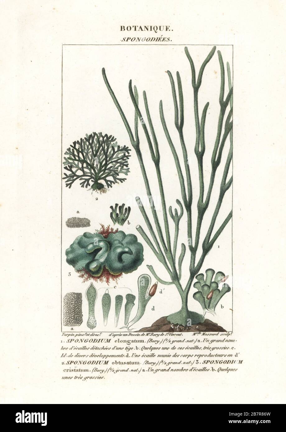 Grünalgenarten, Spongodium elongatum, Spongodium obtusatum und Spongodium cristatum. Handfarbige Kupferstichgravur von Antoine Laurent de Jussieus Dizionario delle Scienze NATURALI, Wörterbuch der Naturwissenschaften, Florenz, Italien, 1837. Von Mlle gravierte Abbildung. Massard, gezeichnet und geleitet von Pierre Jean-Francois Turpin nach Illustrationen von Jean Baptiste de Saint-Vincent und herausgegeben von Batelli e Figli. Turpin (1775-1840) gilt als einer der größten französischen Botanischen Illustratoren des 19. Stockfoto