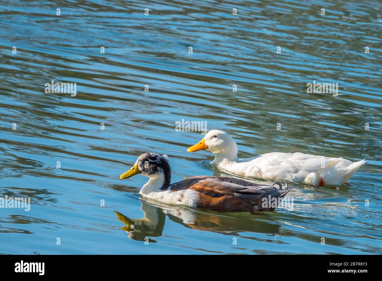Paar Enten schwimmen im Wasser Stockfoto