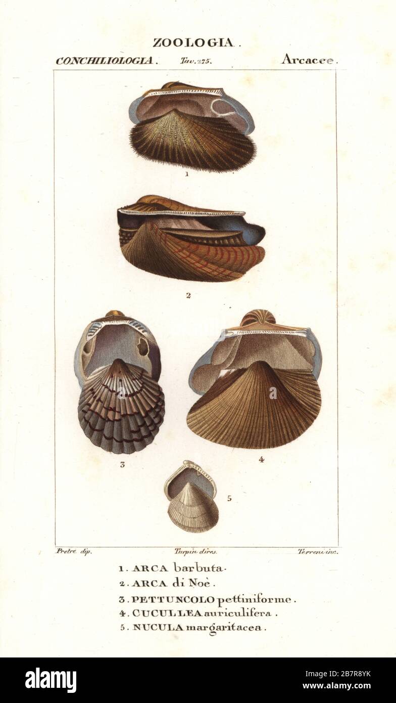 Arche Clam, Barbatia barbata 1, Arche Noah, Arca noae 2, Tucetona pectunculus 3, falsche Arche Schale, Cucullaea labiata 4 und Nucula margaritacea 5. Handfarbige Kupferstichgravur von Antoine Laurent de Jussieus Dizionario delle Scienze NATURALI, Wörterbuch der Naturwissenschaften, Florenz, Italien, 1837. Von Terreni gravierte Illustration, gezeichnet von Jean Gabriel Pretre und unter der Regie von Pierre Jean-Francois Turpin, herausgegeben von Batelli e Figli. Turpin (1775-1840) gilt als einer der größten französischen Botanischen Illustratoren des 19. Stockfoto