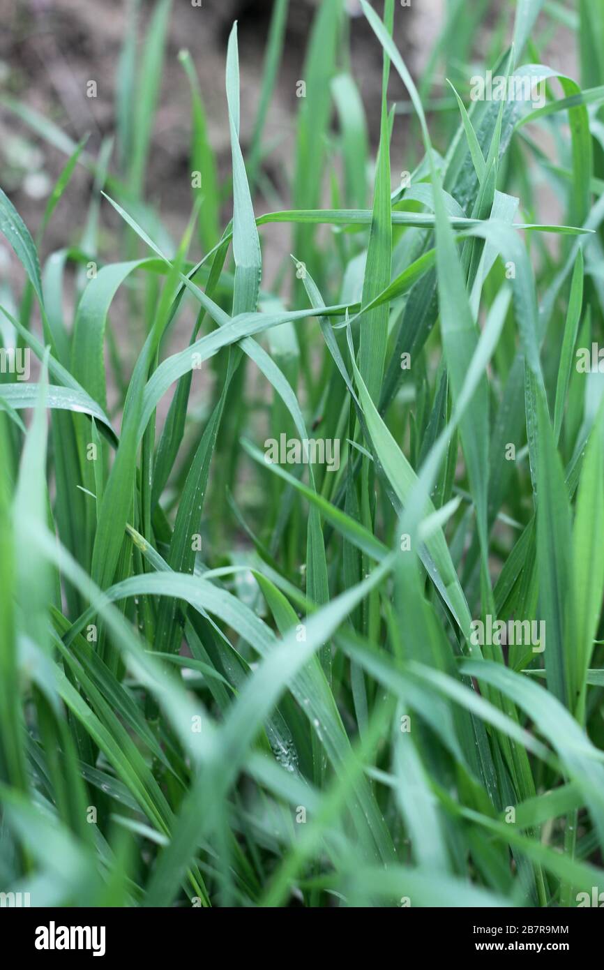 Gelbe Blume im Sonnenlicht Stockfoto