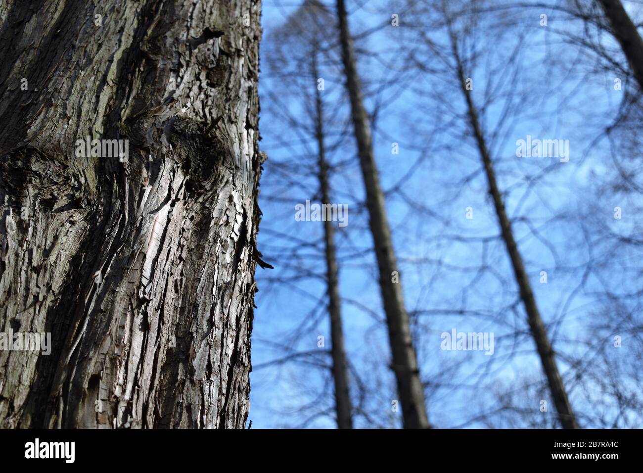 Nahaufnahme einer Baumrinde in einem Wald mit blauem Himmel im Hintergrund Stockfoto