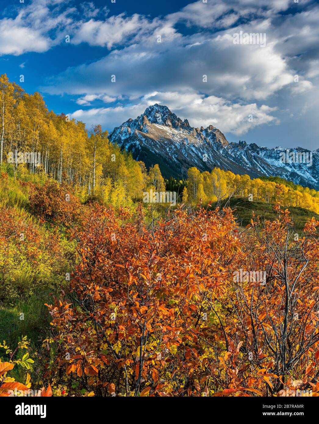 Aspen, Chockekirsche, Mount Sneffels, Dallas Divide, Uncompahgre National Forest, Colorado Stockfoto