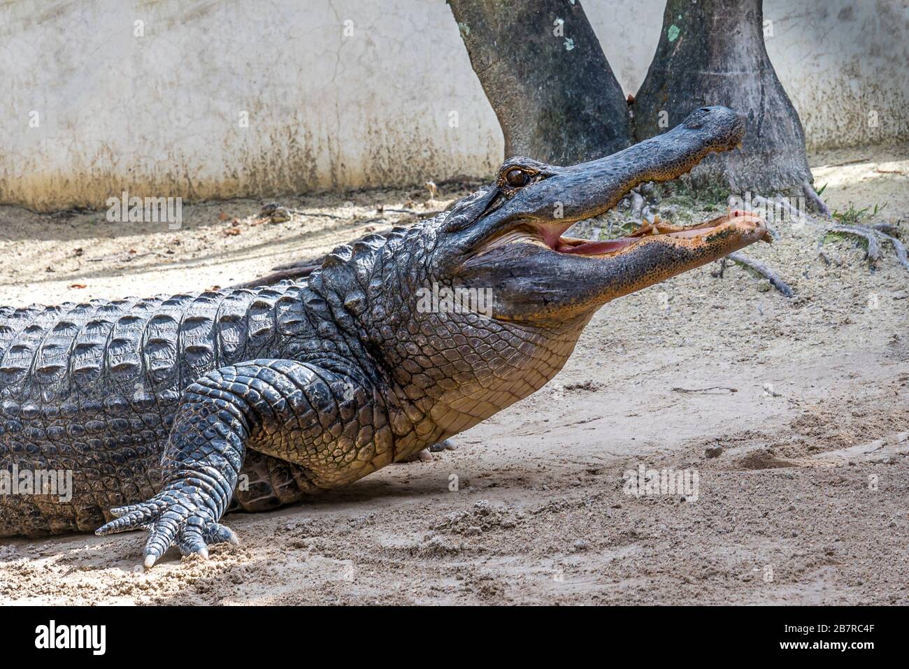 Nahaufnahme eines Alligators mit geöffnetem Mund Stockfoto