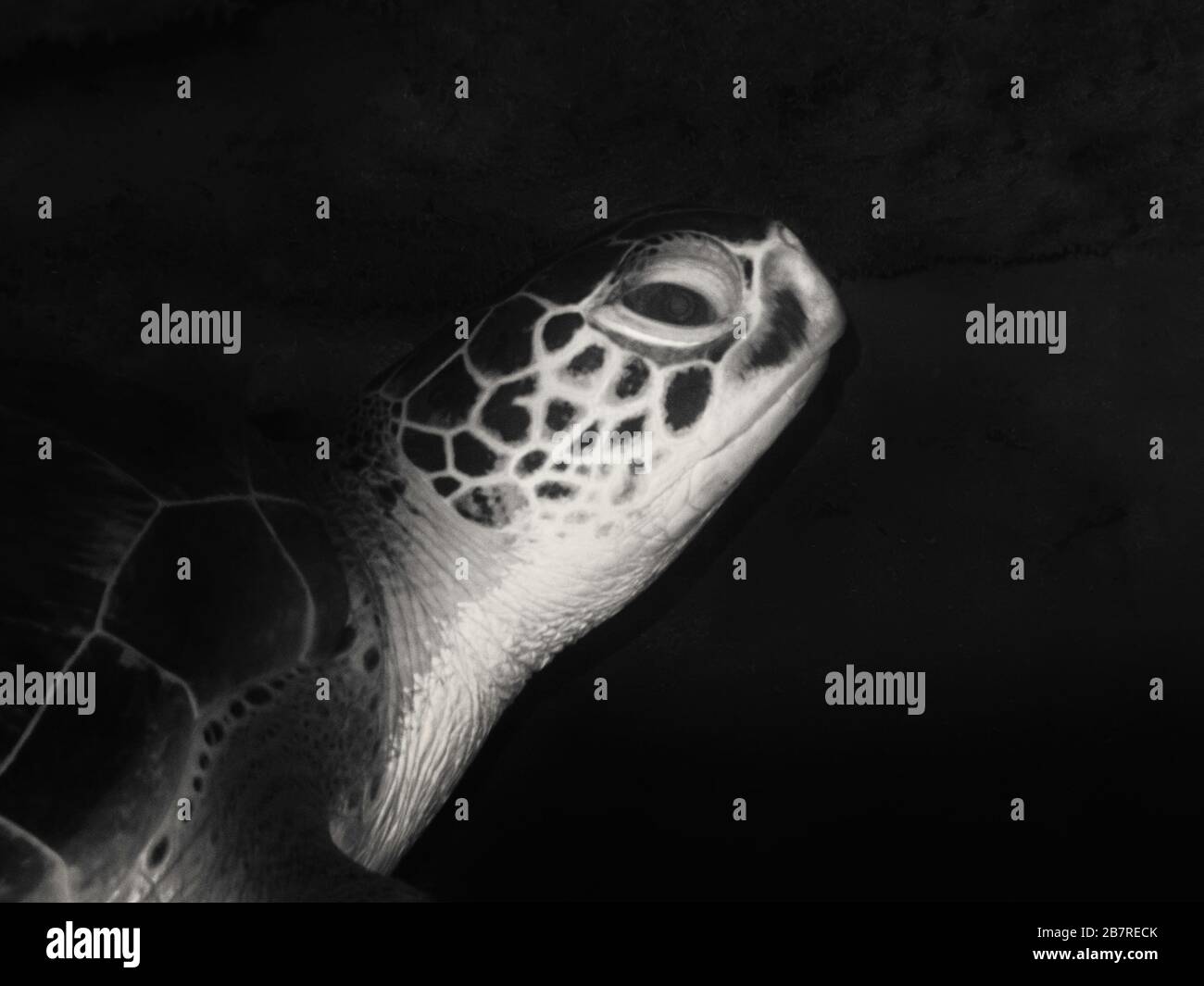 Nahaufnahme der Profilansicht einer grünen Schildkröte (Chelonia mydas), die unter einem Korallenriffleder ruht, Jupiter, Florida, Vereinigte Staaten, Atlantik Stockfoto