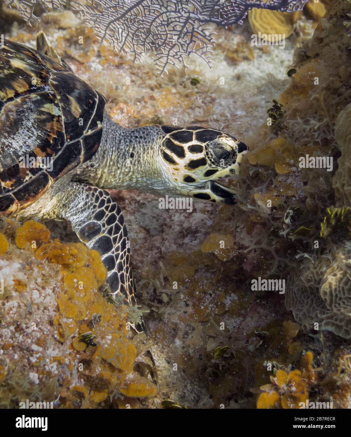 Hawksbill Meeresschildkröte (Eretmochelys imbricata), die Algen auf einem Korallenriffe isst, Cayman Inseln, Karibik Meer, Atlantik, Farbe Stockfoto