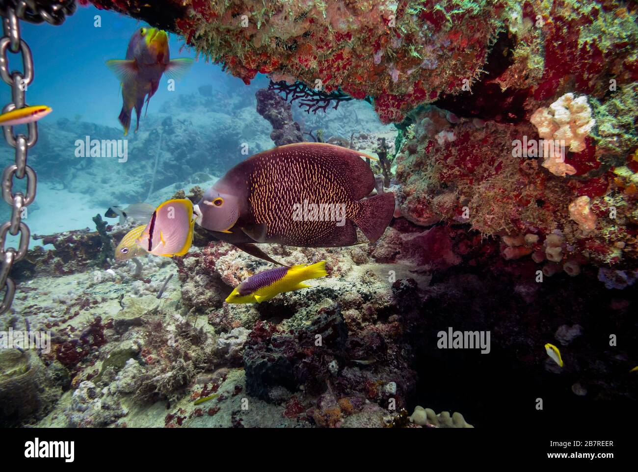 Bunte tropische Fische auf dem künstlichen Riff der Armee-Panzer in der Biscayne Bay vor Miami und Miami Beach, Florida, Vereinigte Staaten, Atlantik, Farbe Stockfoto