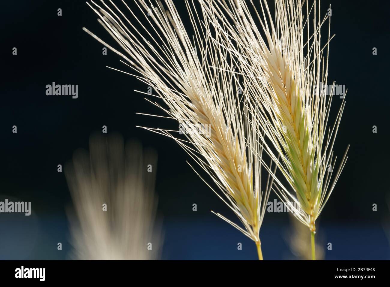 Bärtige Weizensamen, die von einer sommerlichen Nachmittagssonne wunderschön beleuchtet werden. Stockfoto