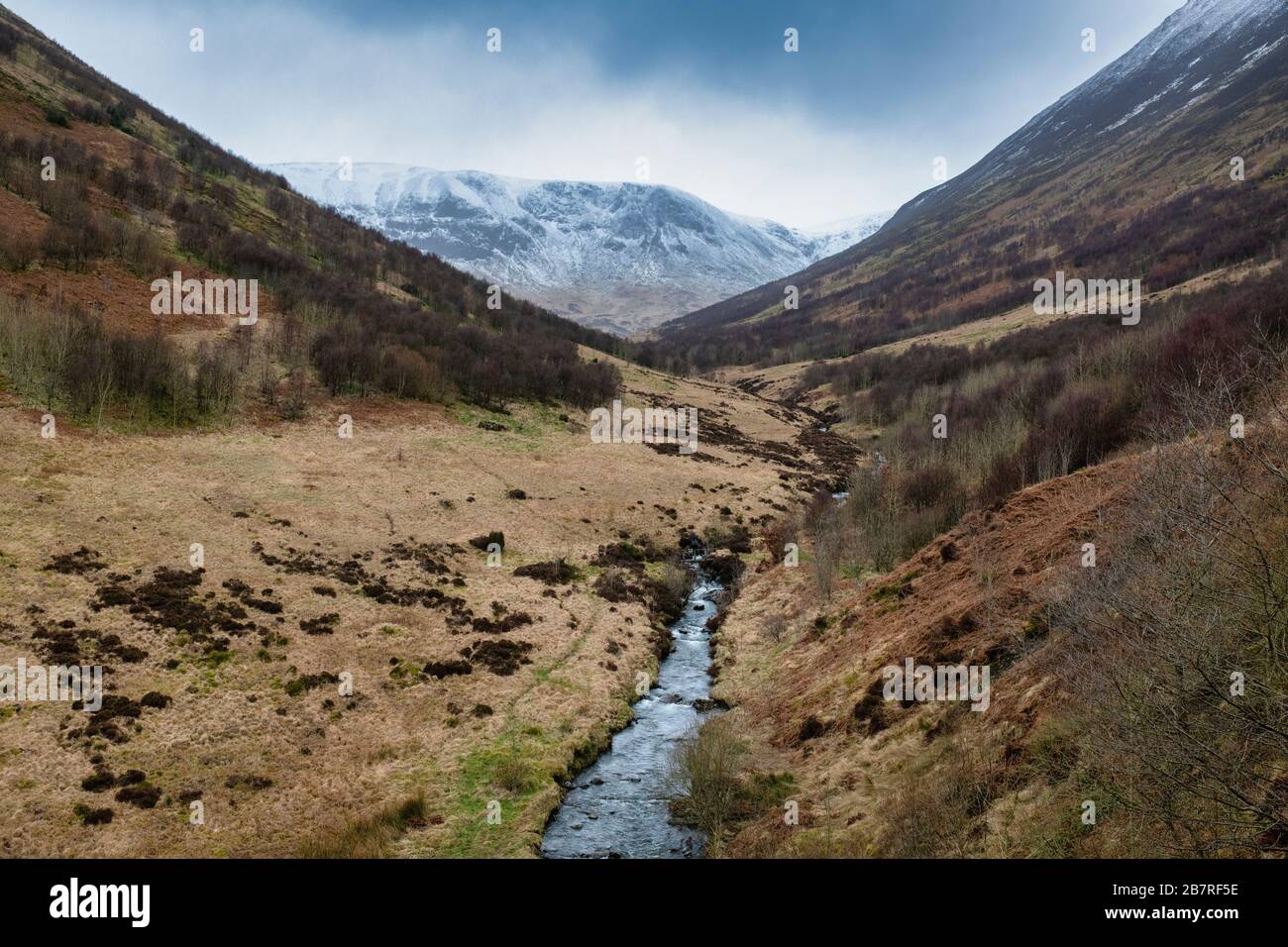 Carrifran Wildwood im späten Winter. Moffat Dale, Dumfries & Galloway, Schottland Stockfoto