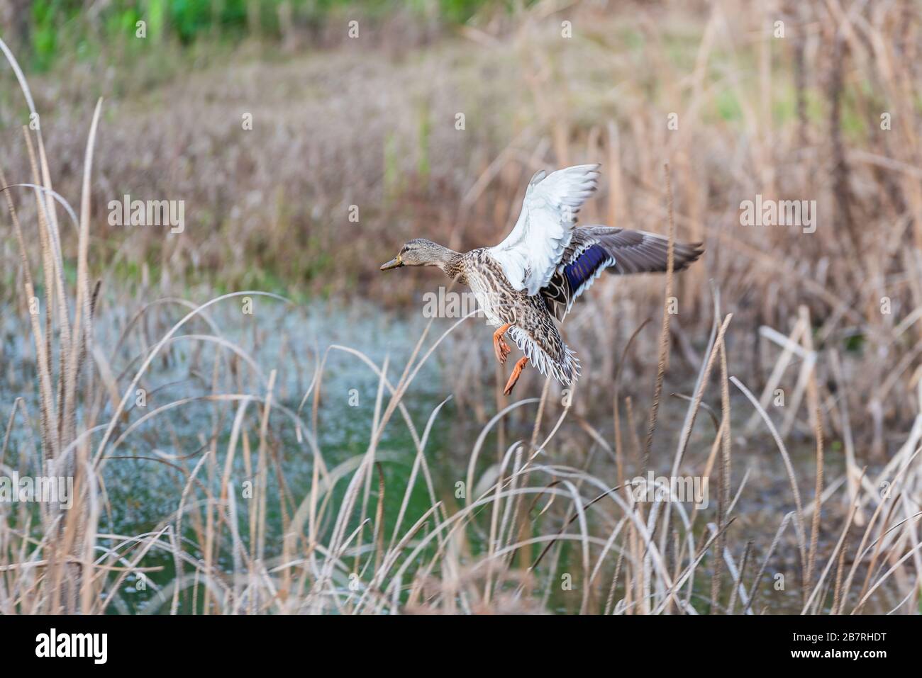 Eine gemeinsame Entenlandung in einem kalten Teich Stockfoto