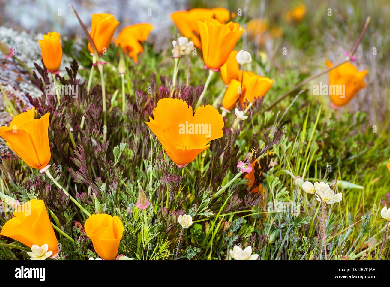 Cose up of California Poppies (Escholzia californica) Growing on a Meadow, San Jose, South San Francisco Bay, San Jose, California Stockfoto