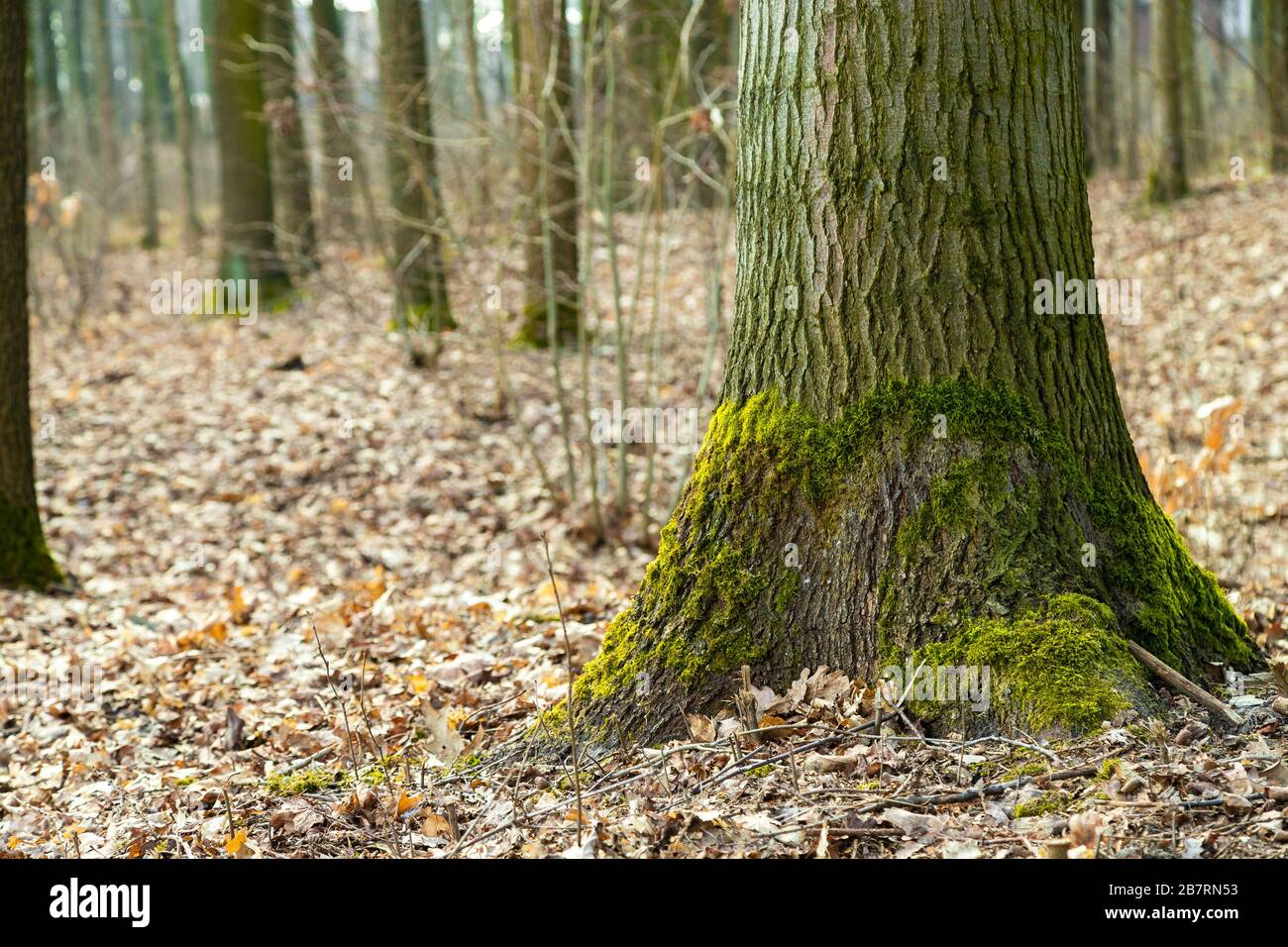 Moos an einem Baumstamm im Wald. Wald im Frühjahr. Grüne Flechten. Stockfoto