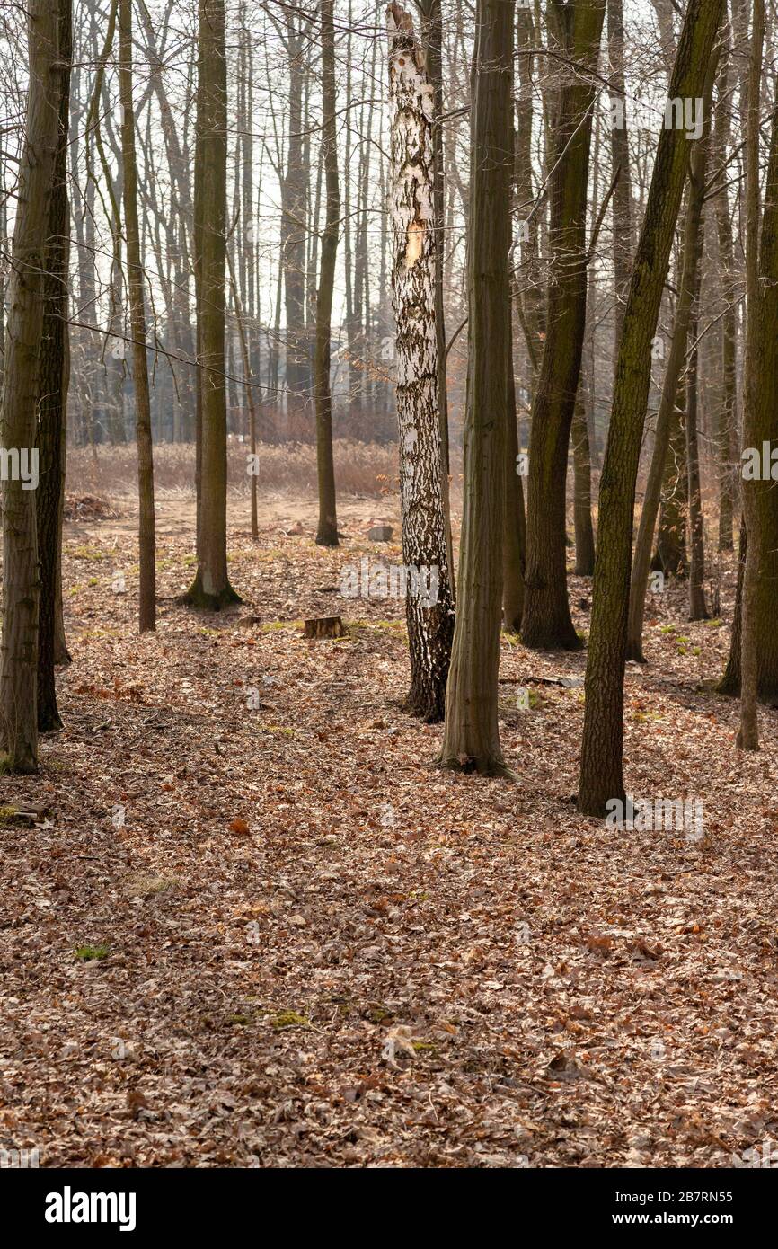 Alte, zerbrochene Birke im Wald. Früher Frühling im Park. Stockfoto