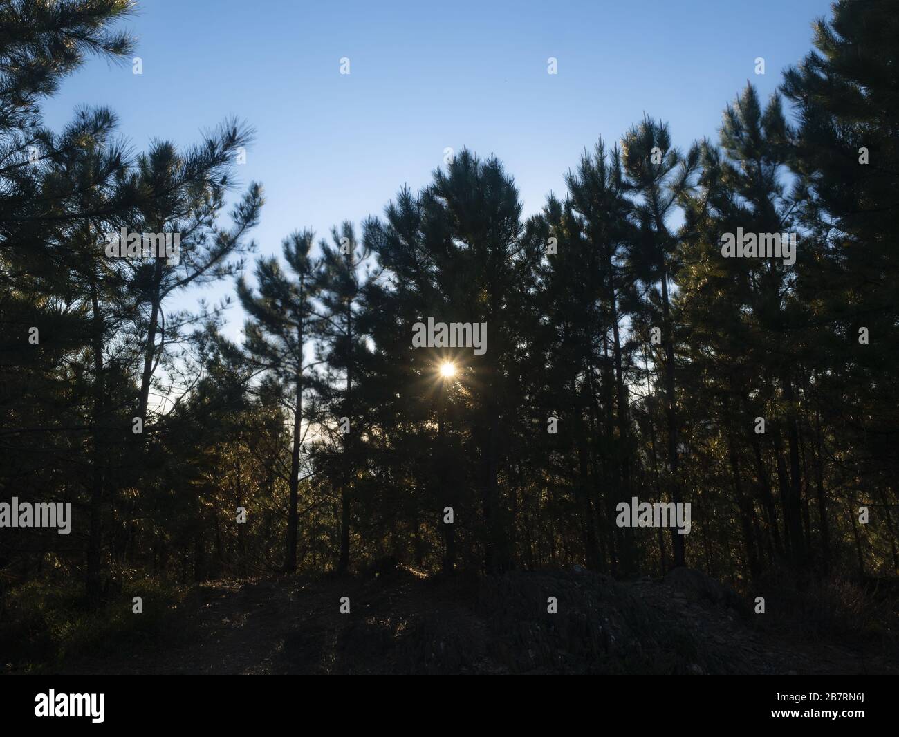 Sonne filtert durch die Äste eines Kiefernwaldes, blauer Himmelshintergrund Stockfoto
