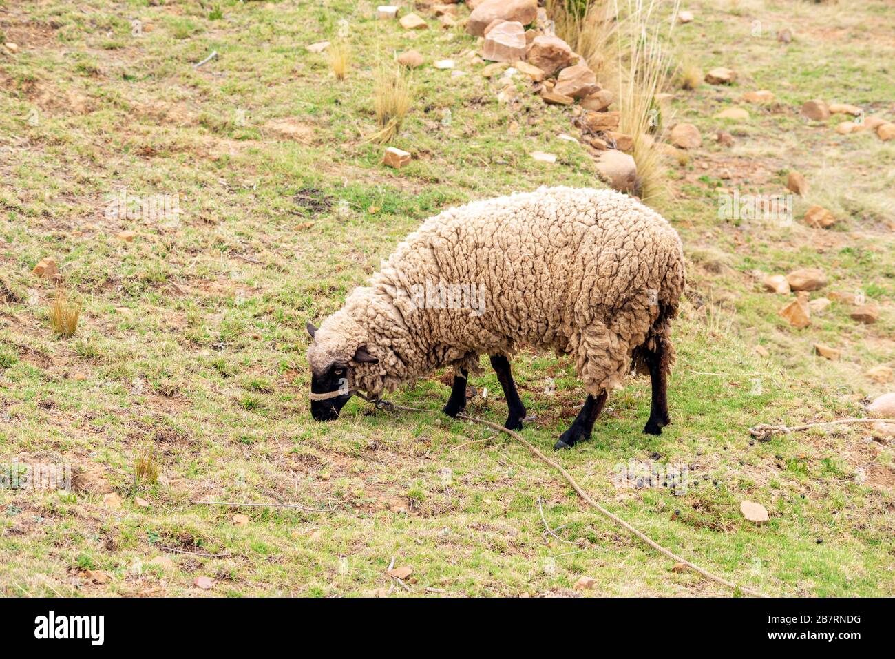 Felsige Bodenlandschaft mit Schafen, die Trockenrasen in Bolivien essen Stockfoto