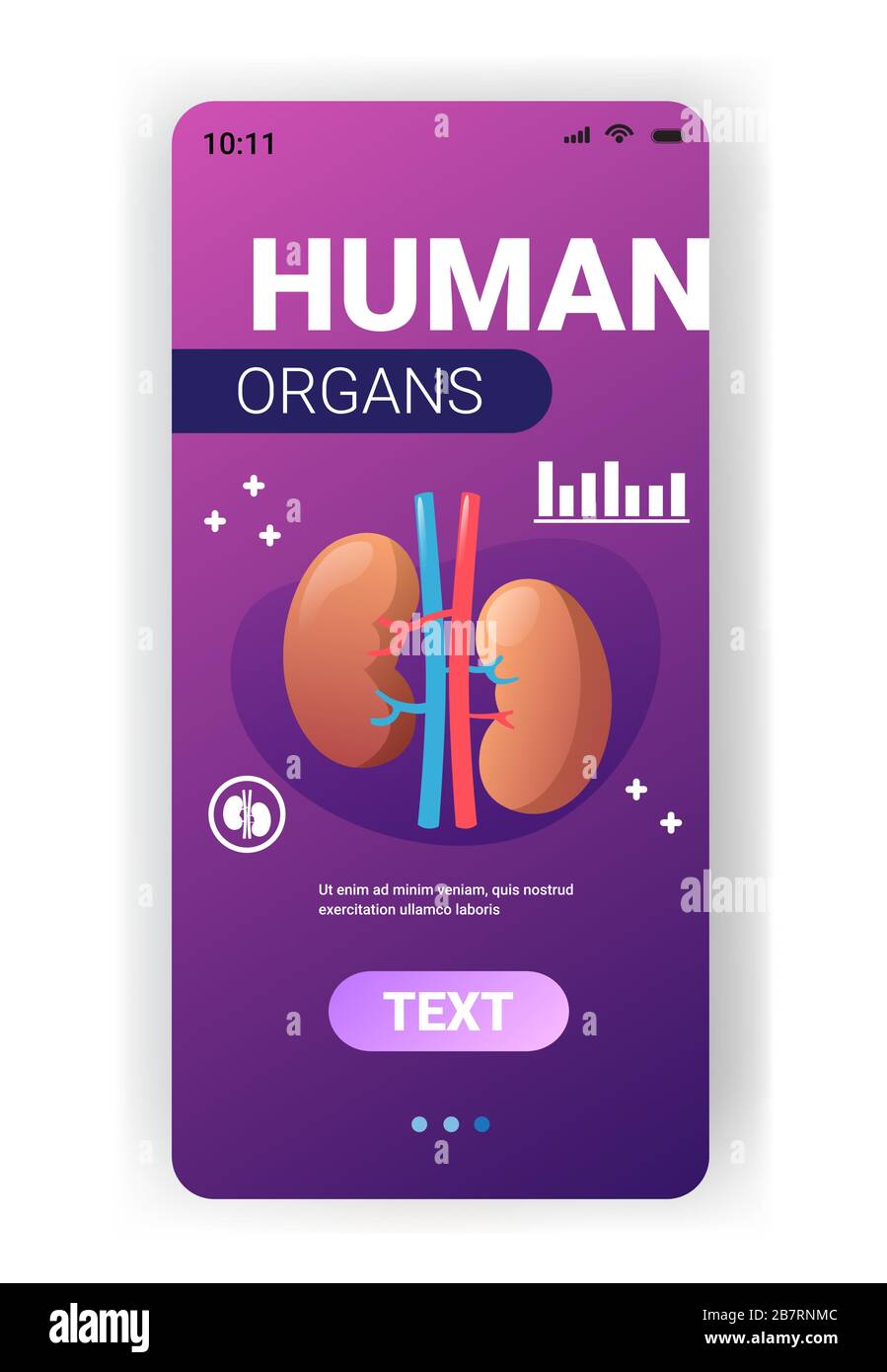 Nieren Struktur des menschlichen Organs Anatomie Gesundheitswesen medizinisches Konzept Nierensystem Smartphone-Bildschirm mobile App vertikale Kopie Raum Vektor Illustration Stock Vektor