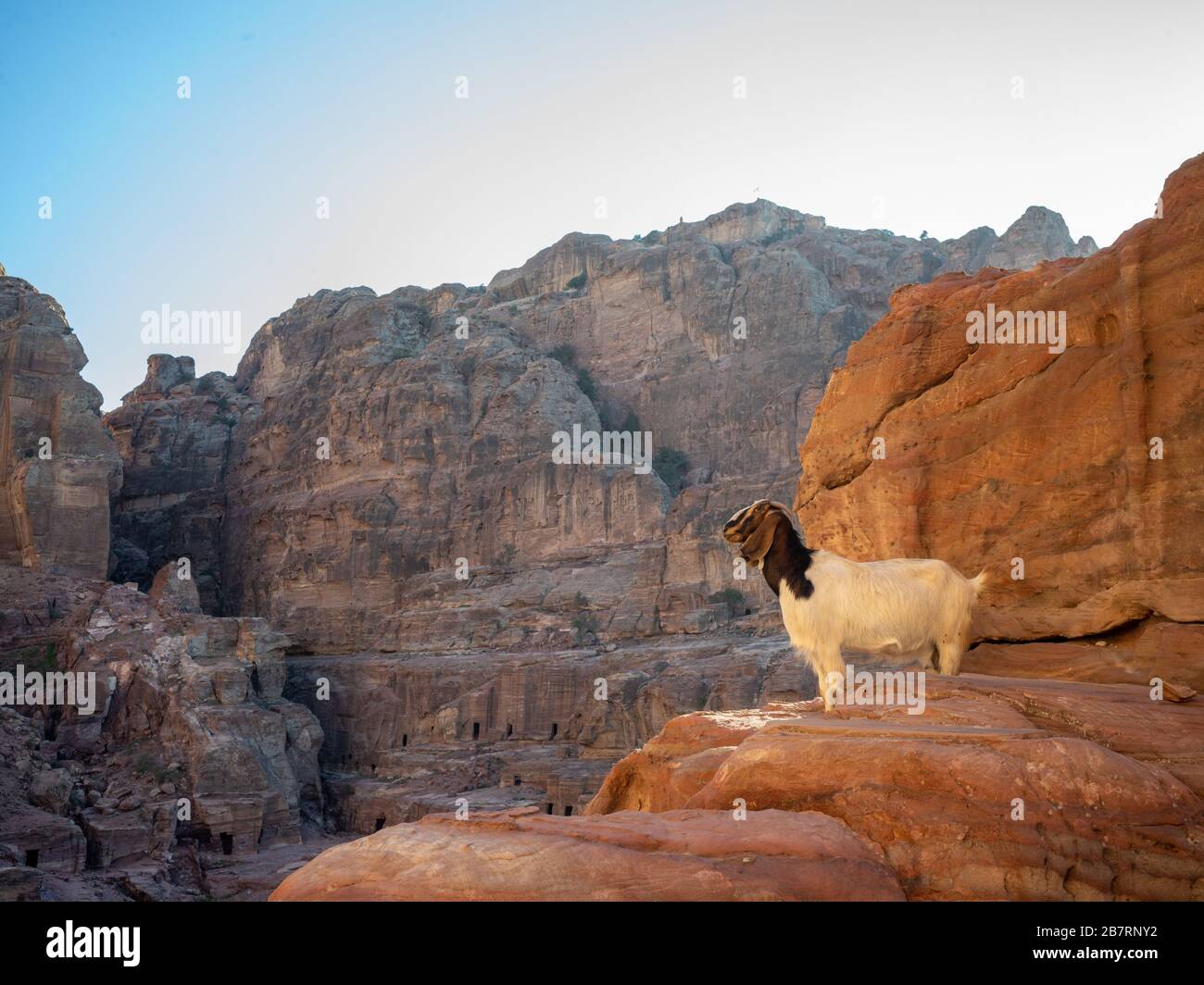 Ziegenbock auf dem Felsen von Petra in Jordanien Stockfoto