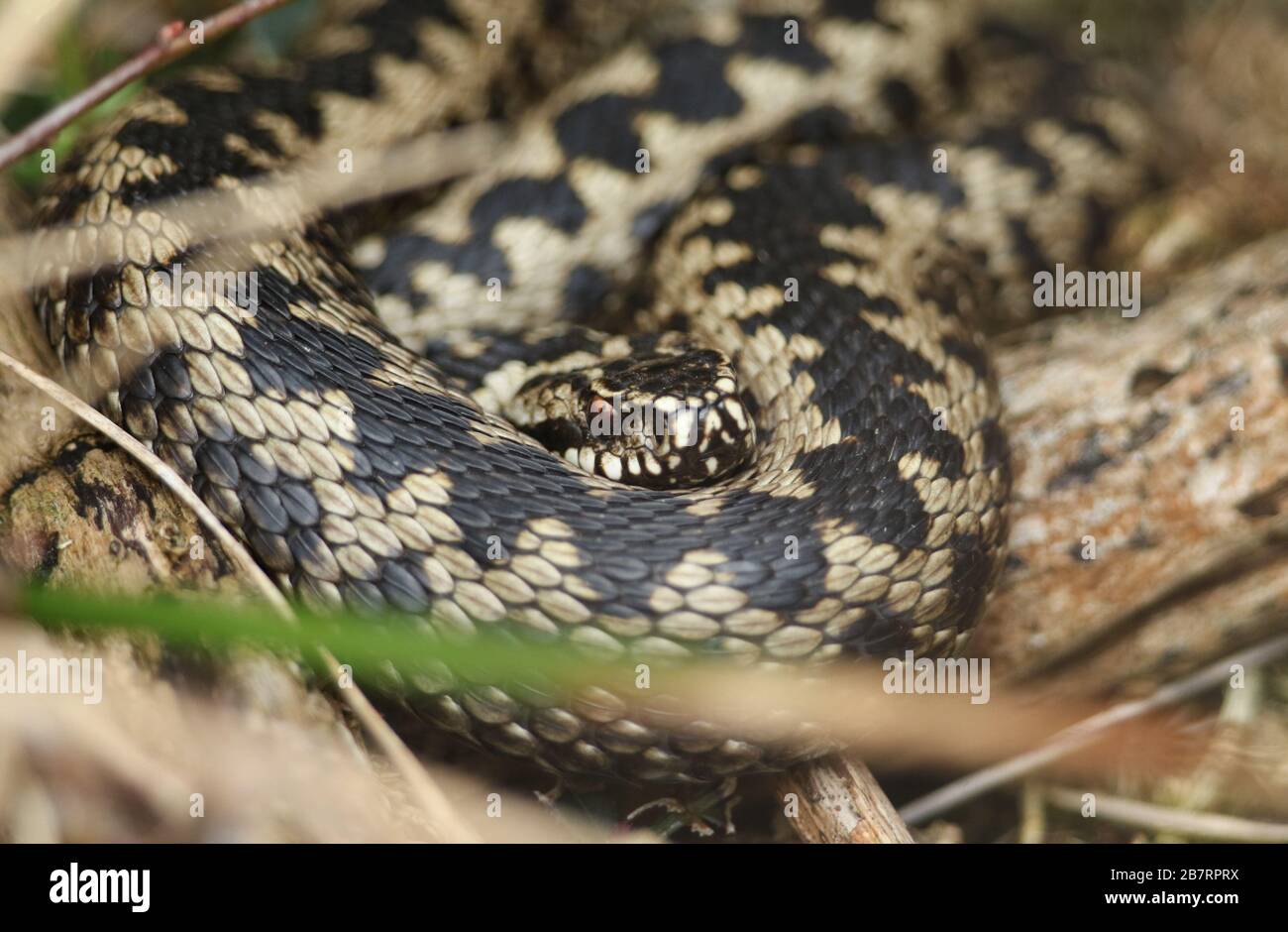 Ein wunderschöner Adder, Vipera berus, Schlange gerade aus dem Winterschlaf, der sich bei Sonnenschein am Morgen sonnen lässt. Stockfoto