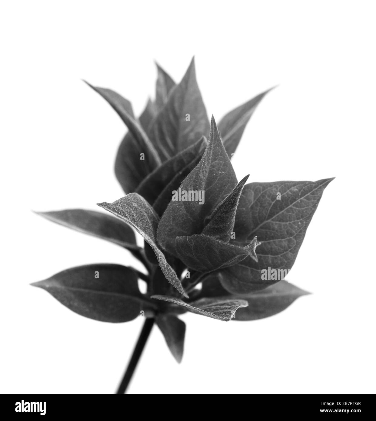 Federperücke mit jungen Blättern. Isoliert auf weißem Hintergrund. Schwarz-weiß gezungtes Bild. Stockfoto