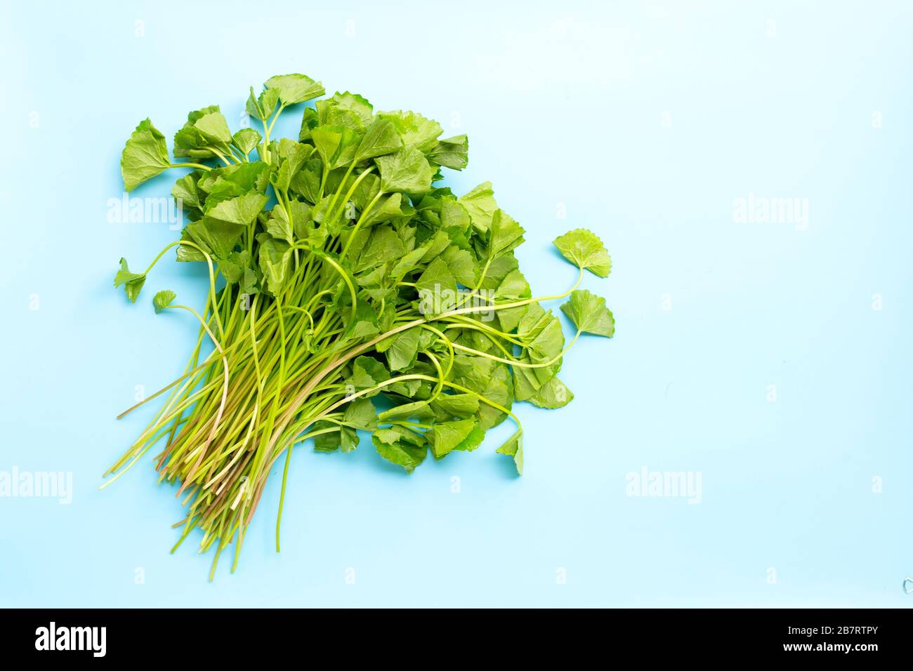 Die GotU-Kola verlässt den blauen Hintergrund. Kopierbereich Stockfoto