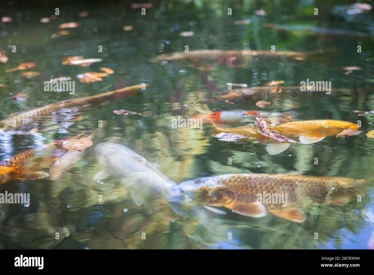 Koi Fisch in einem Botanischen Gartenteich Stockfoto