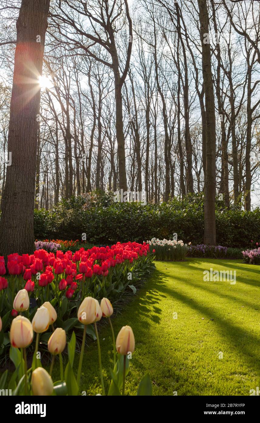 Keukenhof Tulpengarten, Niederlande Stockfoto