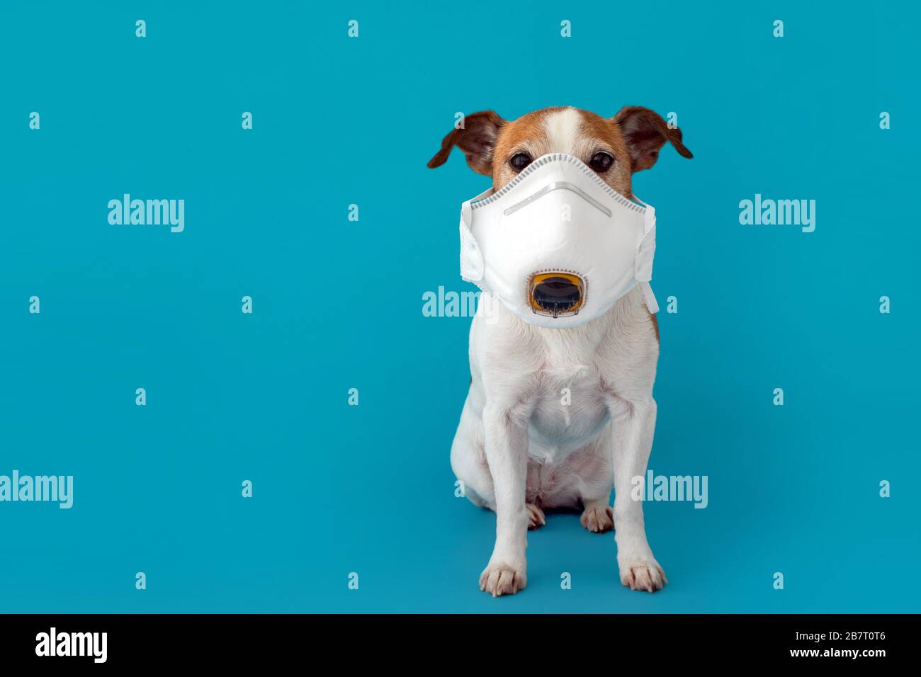 Hund trägt eine medizinische Gesichtsmaske, um sich vor Infektionen zu schützen Stockfoto