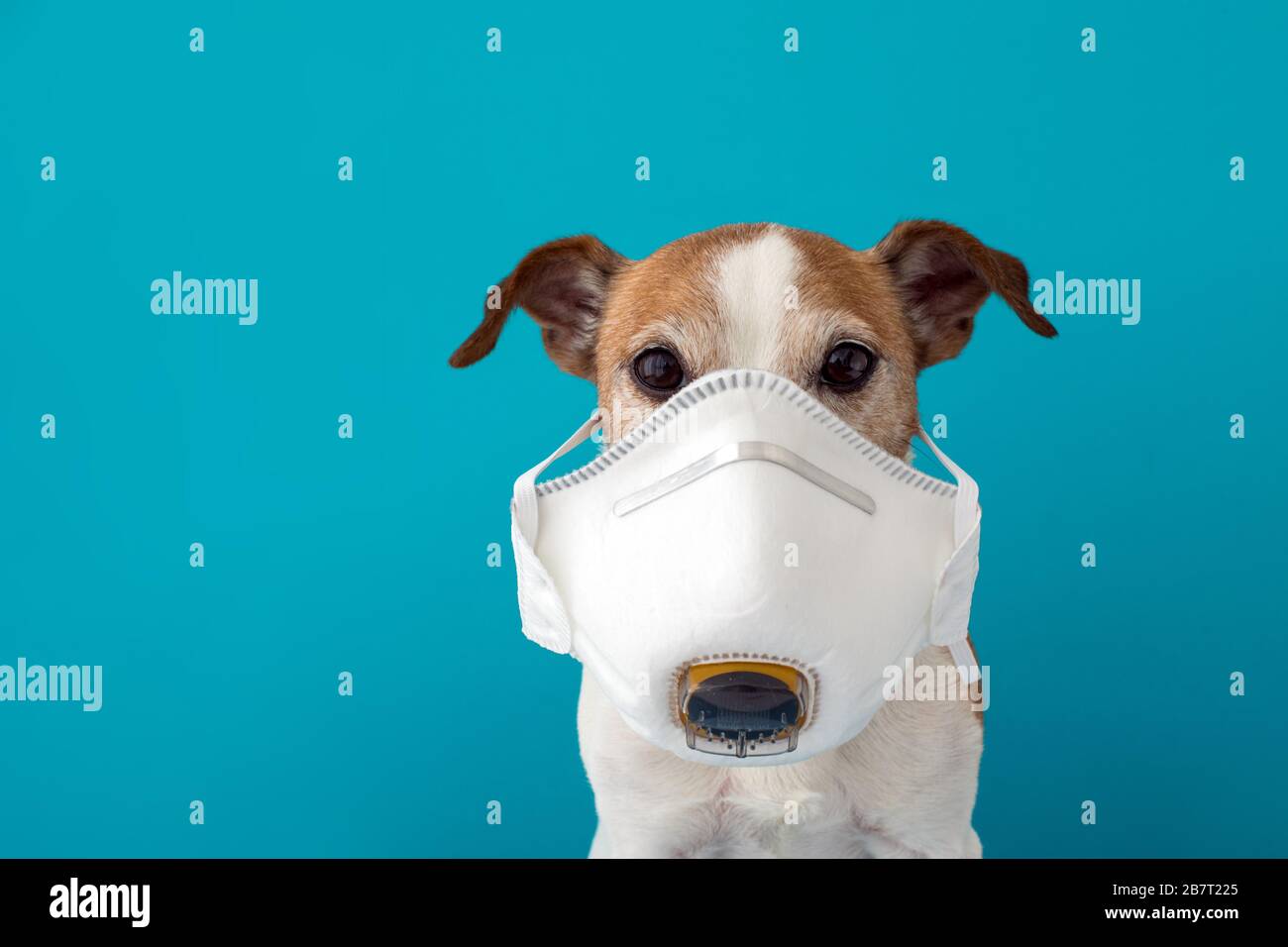 Hund trägt eine medizinische Gesichtsmaske, um sich vor Infektionen zu schützen Stockfoto