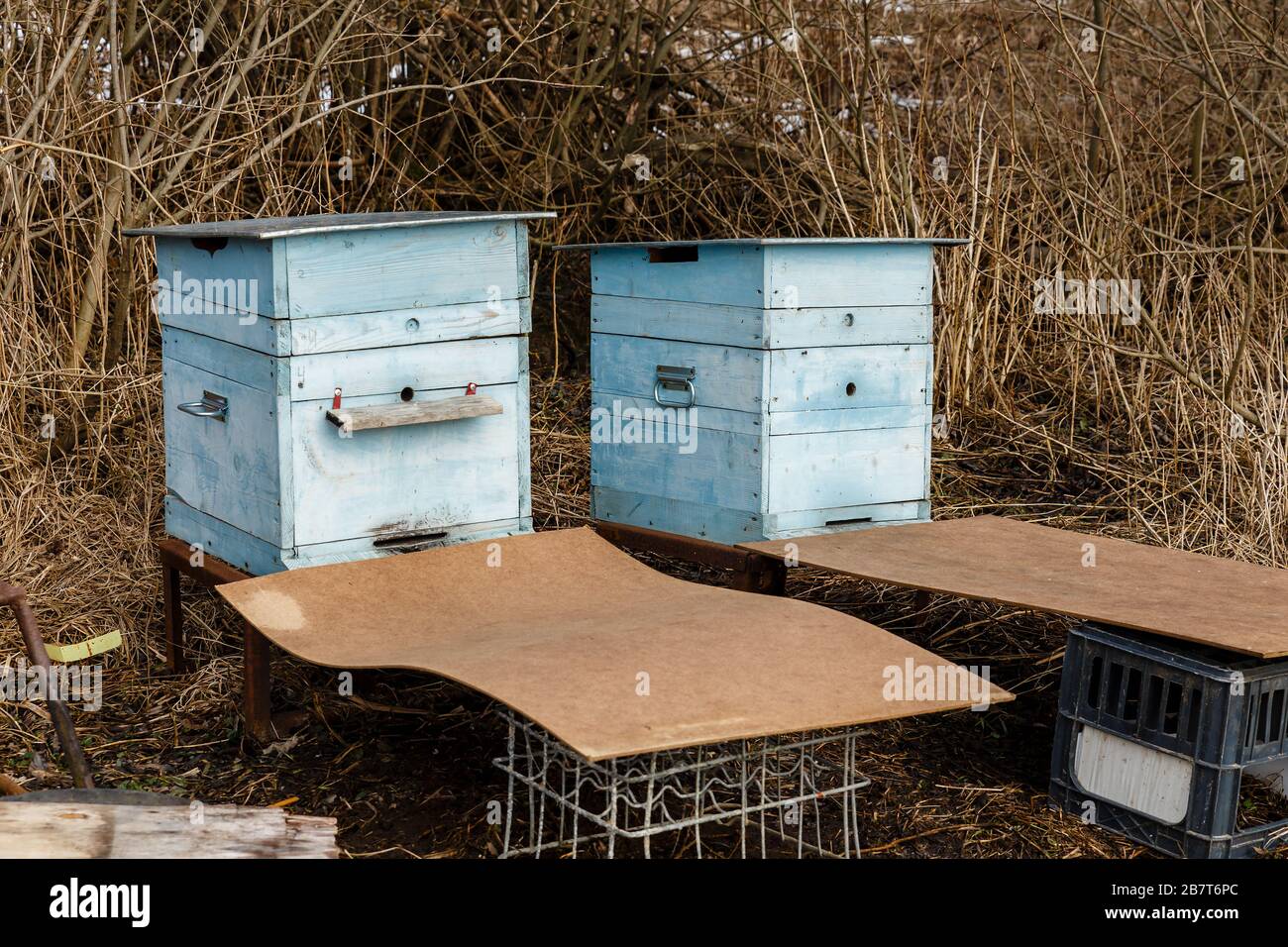 Zwei blaue Bienenstöcke stehen im Wald im Frühjahr. Stockfoto