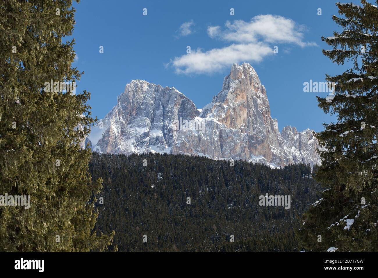 Der Nadelwald Paneveggio, Pale di San Martino Berggruppe. Die Gipfel Cima Vezzana und Cimon della Pala. Die Trentiner Alpen. Italienische Alpen. Stockfoto