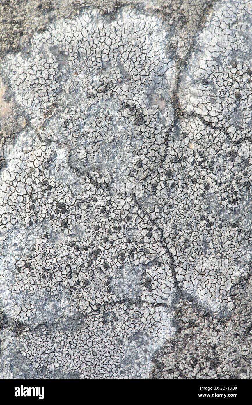 Rhizocarpons oder Kartenlichtungen gelten als der älteste lebende Organismus der Erde, der auf 8.600 Jahre geschätzt wird. Exemplar aus Finnland Stockfoto