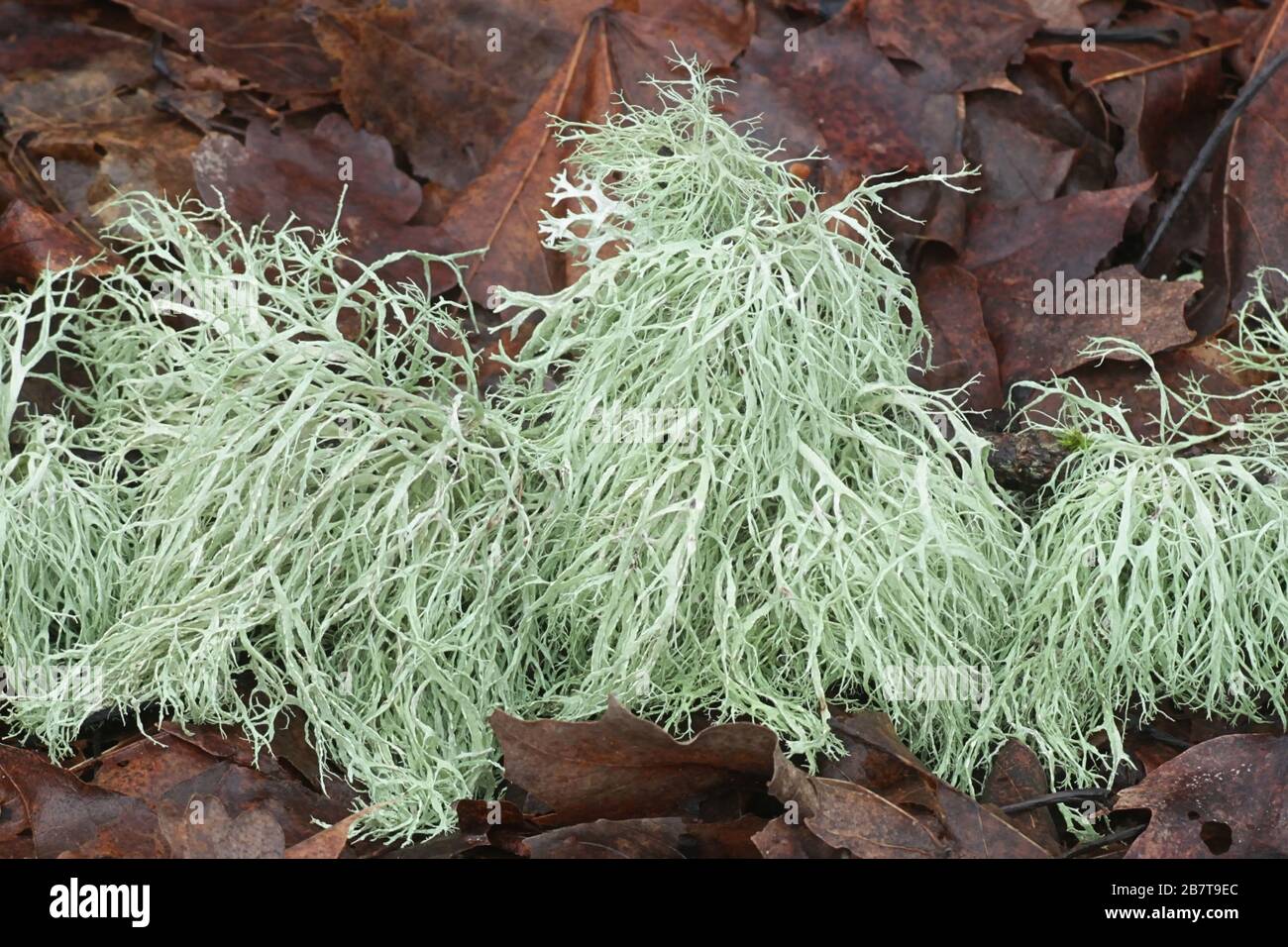 Ramalina farinacea, bekannt als Farinose Knorpellicht, eine epiphytisch fruticose Flechte aus Finnland Stockfoto