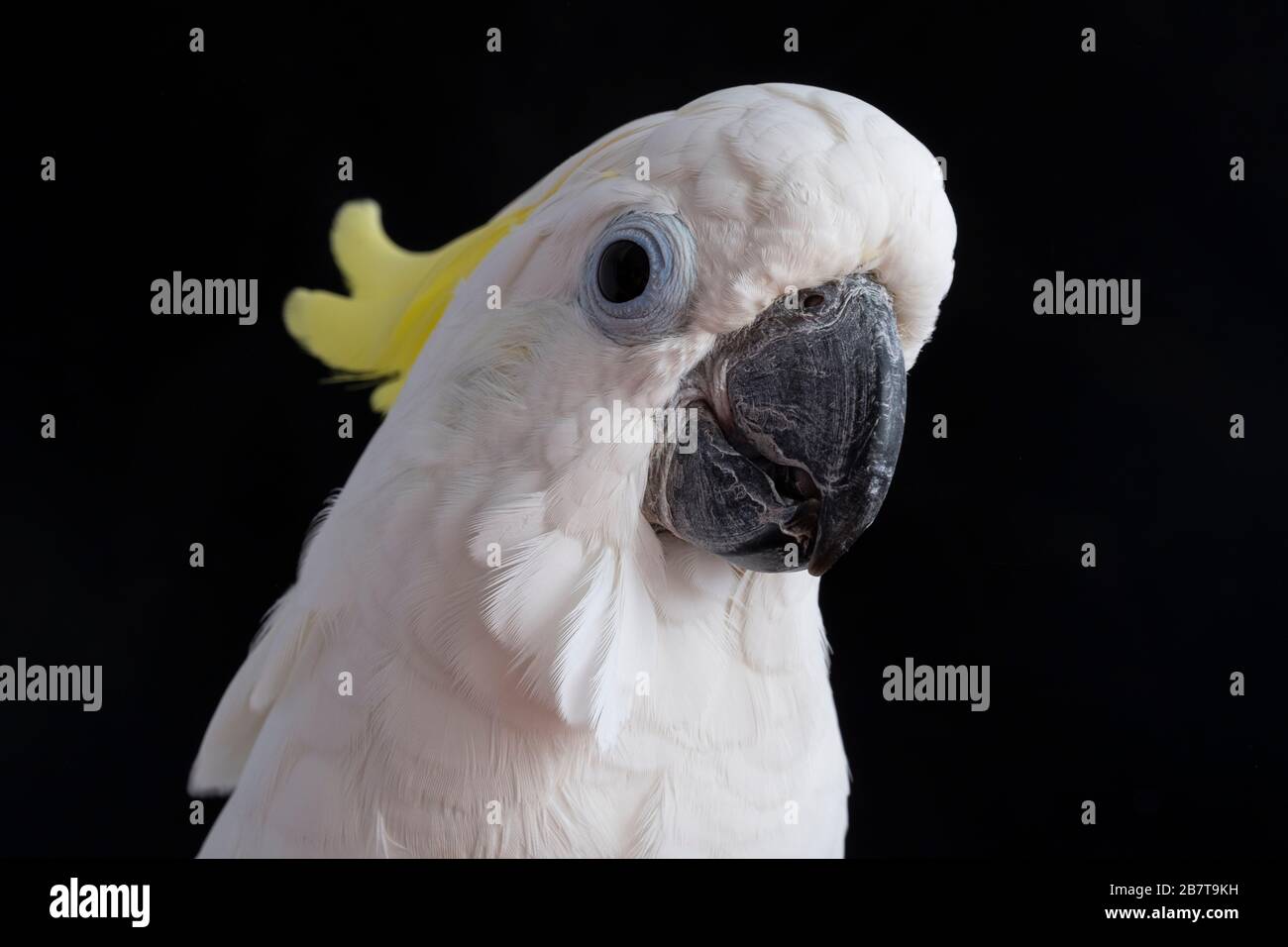 Unser Triton Cockatoo Stockfoto