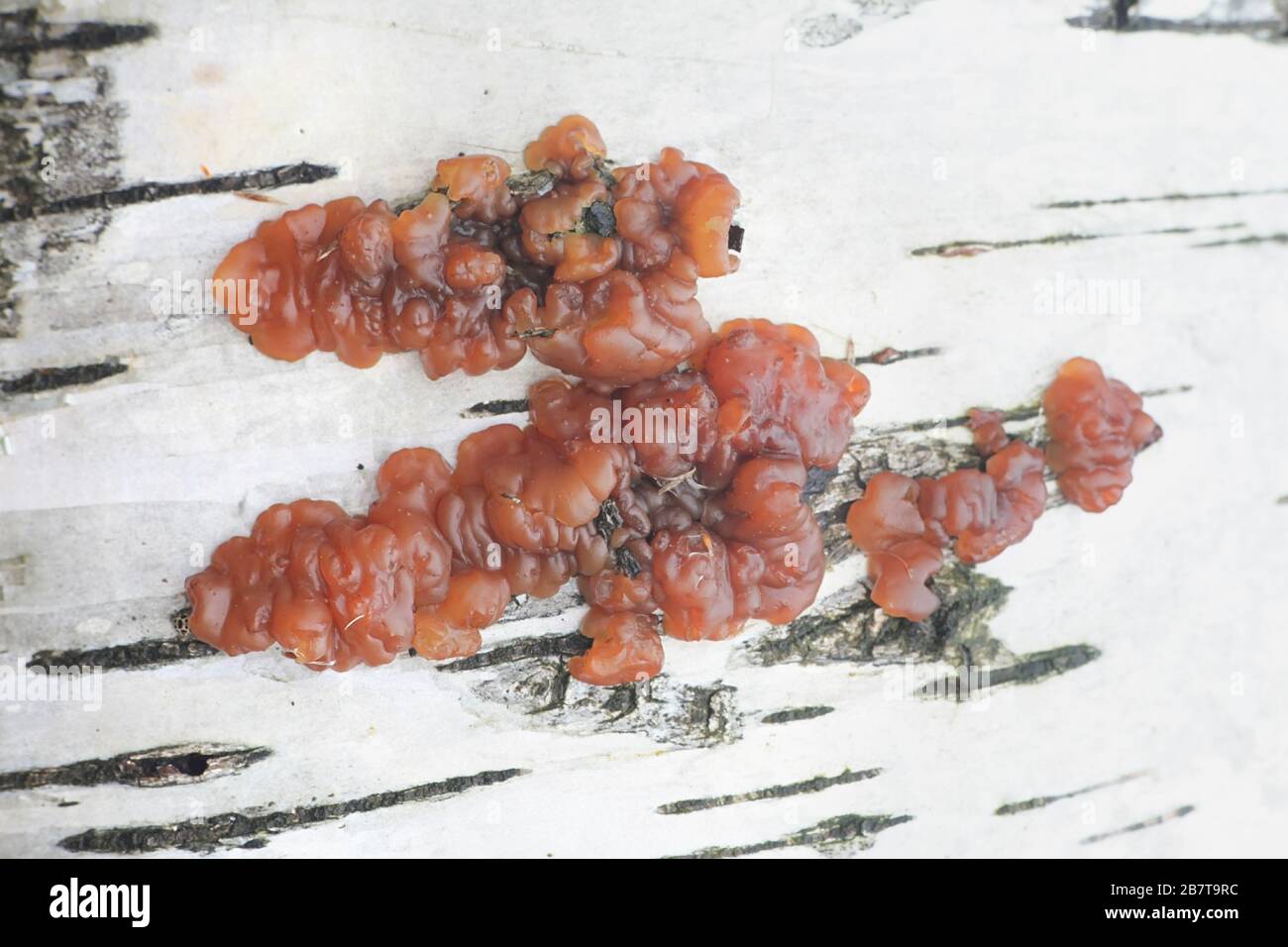 Exidia repanda, im Allgemeinen bekannt als Birch-Gelee-Pilz, Wildpilze aus Finnland Stockfoto