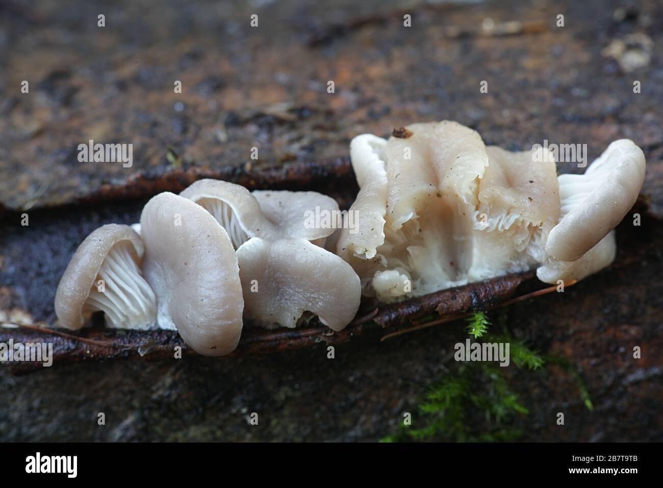 Pleurotus ostreatus, bekannt als Perlmutt-Austernpilz oder Winterauster, wilder Speisepilz aus Finnland Stockfoto