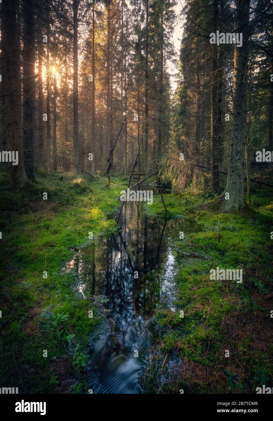 Stimmung Waldlandschaft mit idyllischem Bach und Moos am sonnigen Frühlingstag in Finnland Stockfoto
