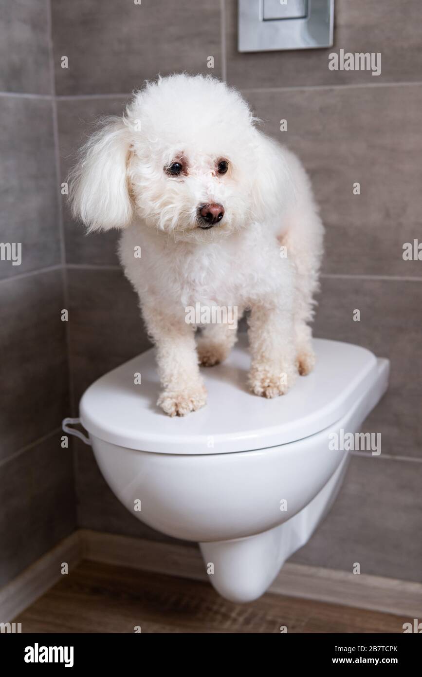 Niedlicher havanese Hund steht auf geschlossener toilette im Badezimmer Stockfoto