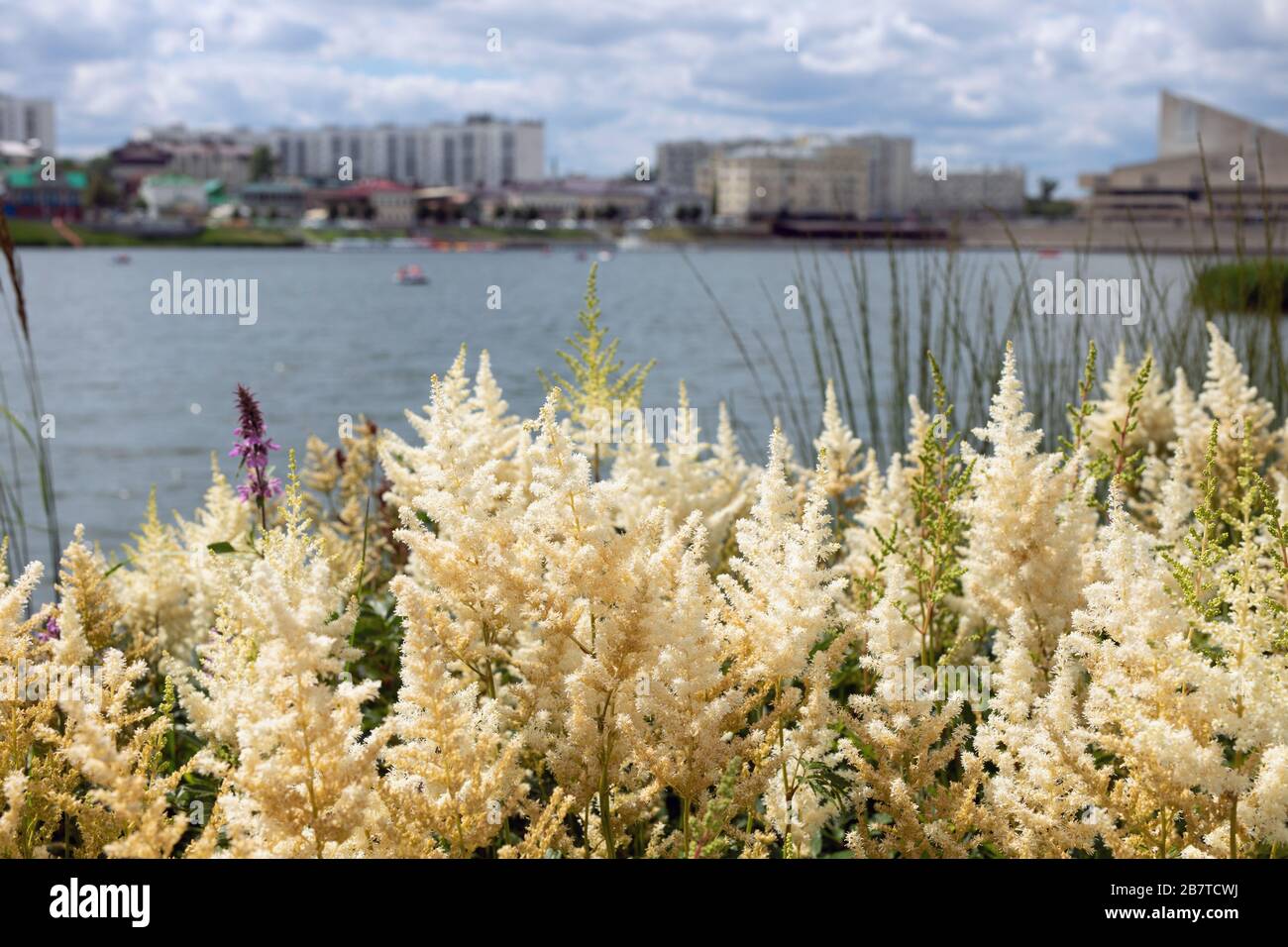 Blühende astylbe im Stadtpark. Weiße Blumen von Astylbe japonica - falscher Ziegenbart, falscher Spirea. Stockfoto