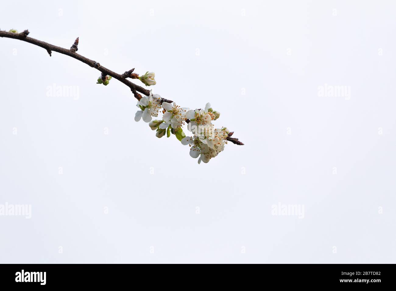 Ast mit Blumen in einem apfelbaum Stockfoto
