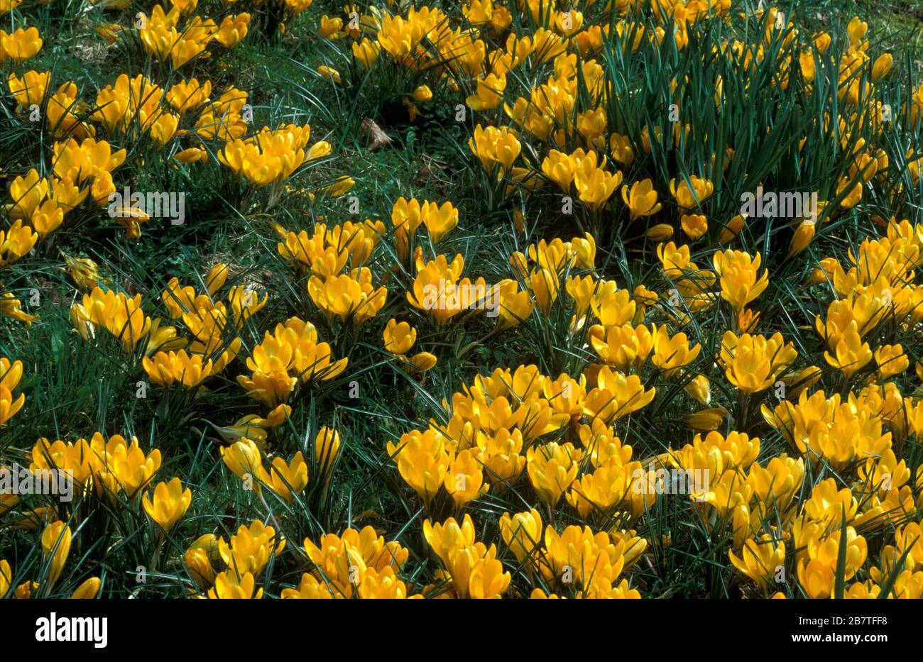 Krokus im Frühjahr Stockfoto