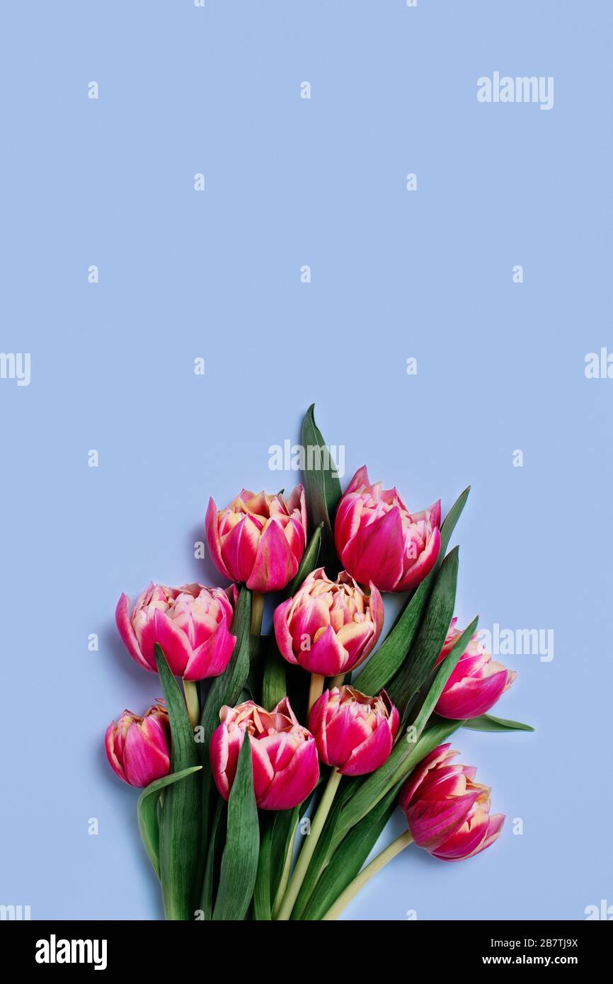 Grußkarte mit Blumenstrauß aus Tulpen auf blauem Hintergrund und Platz für Ihren Text. Vertikales Bild. Stockfoto