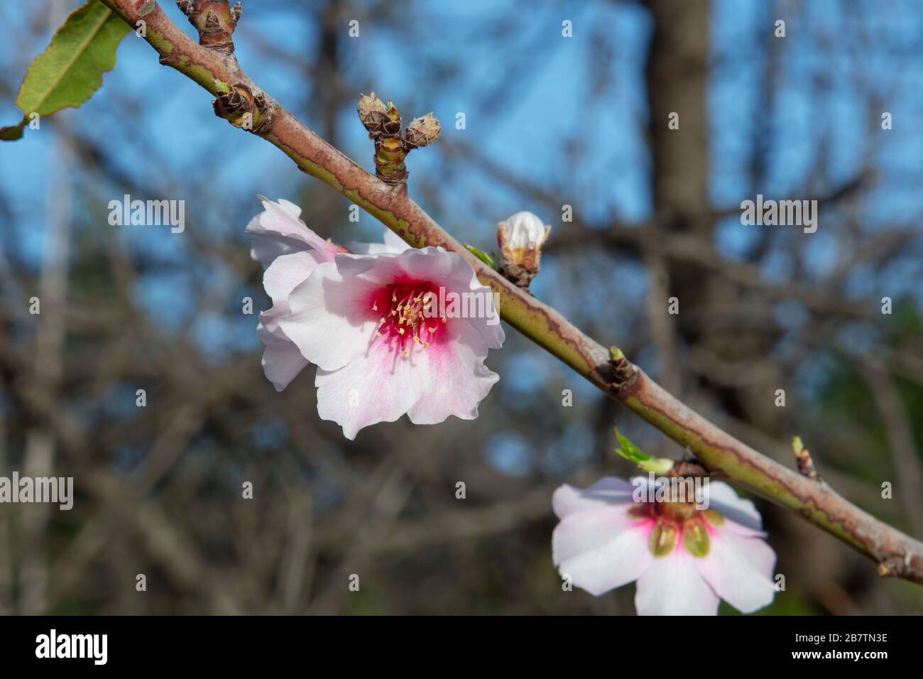 Wenige einzelne hellrosa Mandelblüten in Blüte des domestizierten Obstbaums Prunus dulcis, der in wärmeren mediterranen Klima angebaut wird Stockfoto