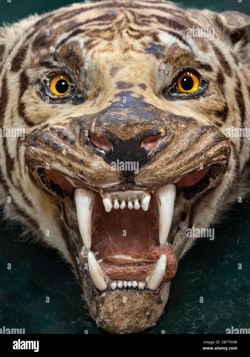 Tiger Skin Rug Jagd Trophäe aus dem frühen 20. Jahrhundert Stockfoto