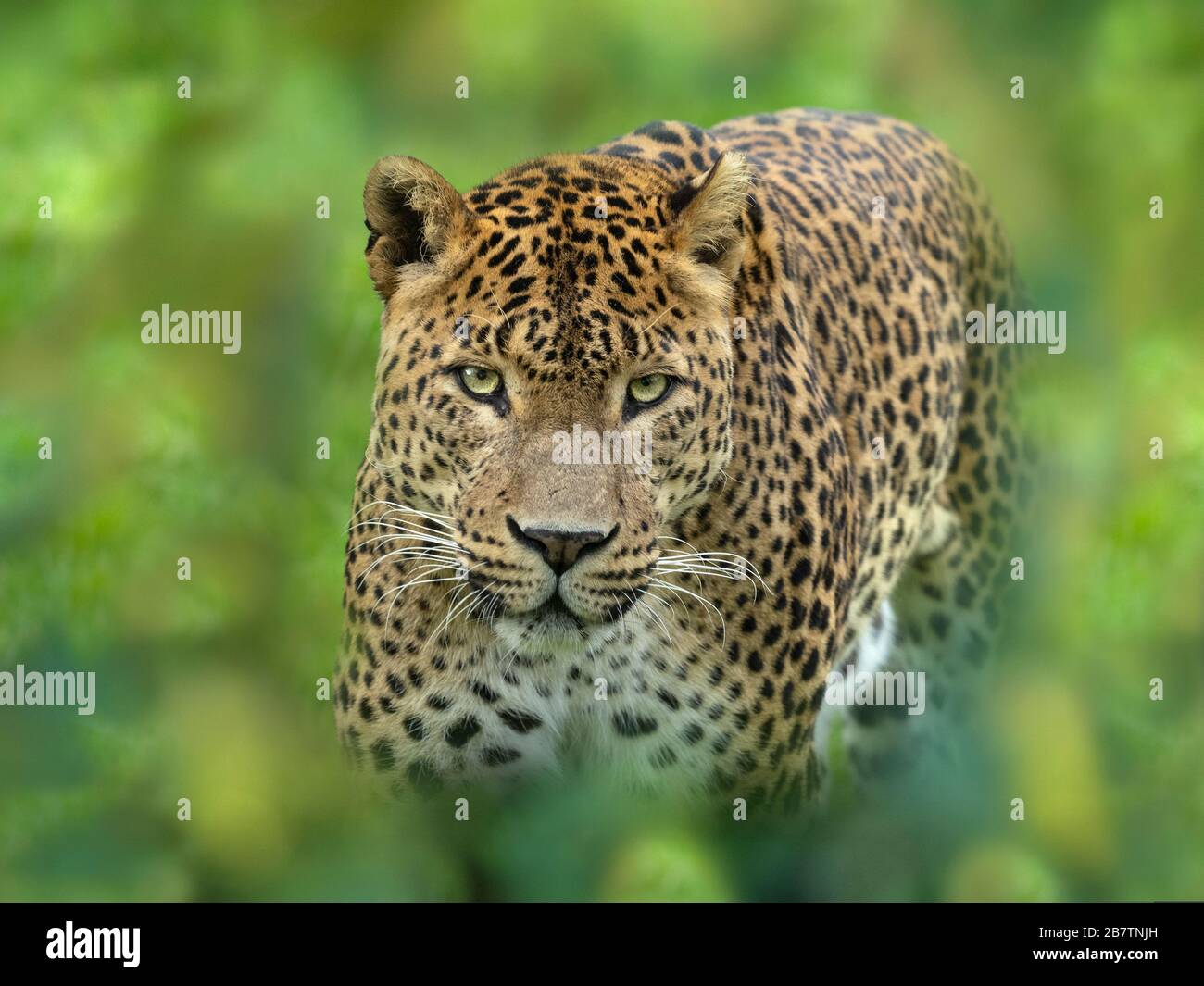 Panthera pardus kotiya aus Sri Lanka. Stockfoto