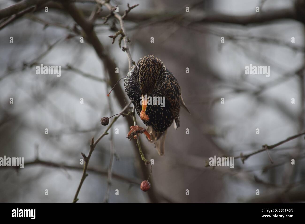 Europäischer Sternenling in einem Baum 2, schwarzer Vogel mit weißen Flecken Stockfoto